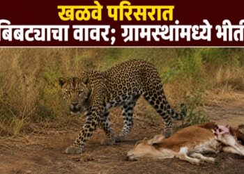 खळवे परिसरात बिबट्याचा वावर; ग्रामस्थांमध्ये भीतीचे वातावरण